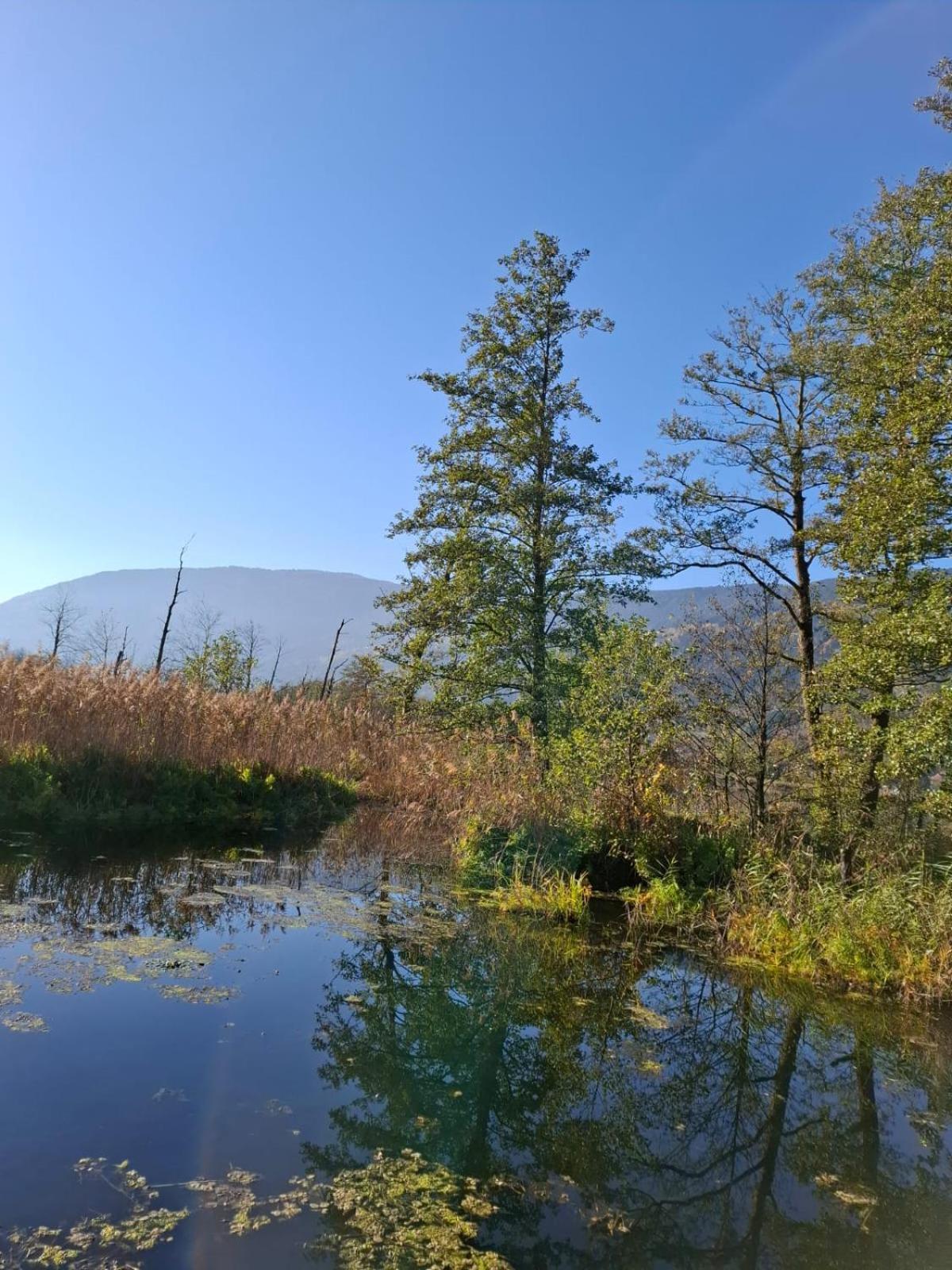 Ferienwohnung Resi Mit Traumhaftem Seepanorama Steindorf am Ossiacher See Dış mekan fotoğraf